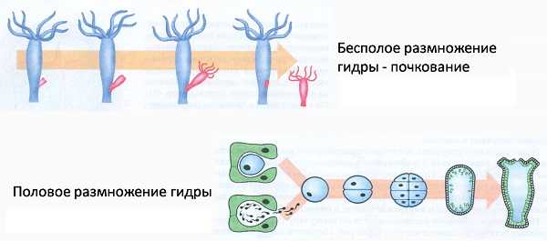 Официальный сайт kraken ссылки зеркала