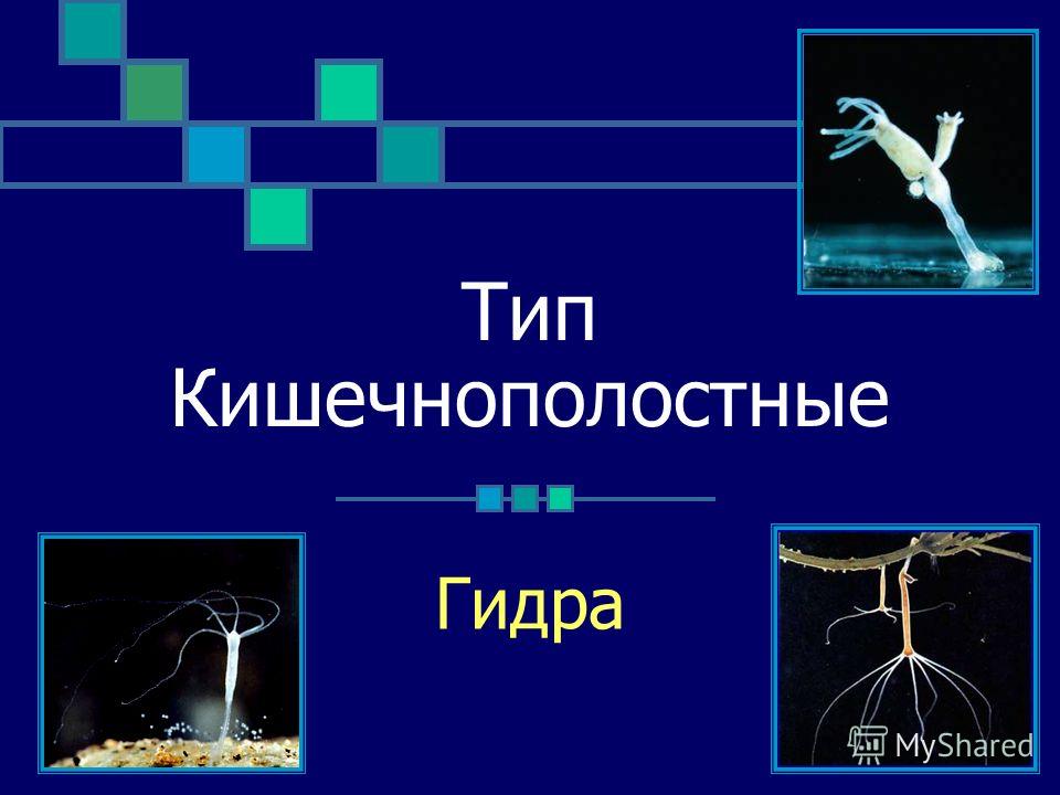 Ссылка на кракен